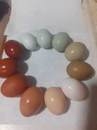 Jaja,jajka lęgowe kolorowe