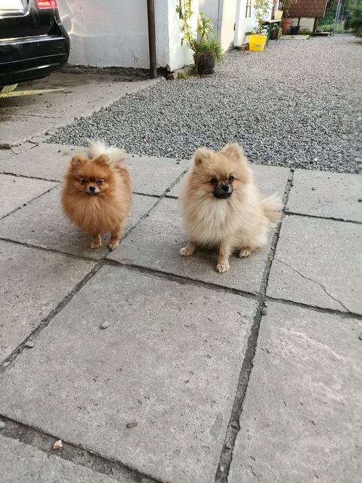 Szpic miniaturowy pomeranian