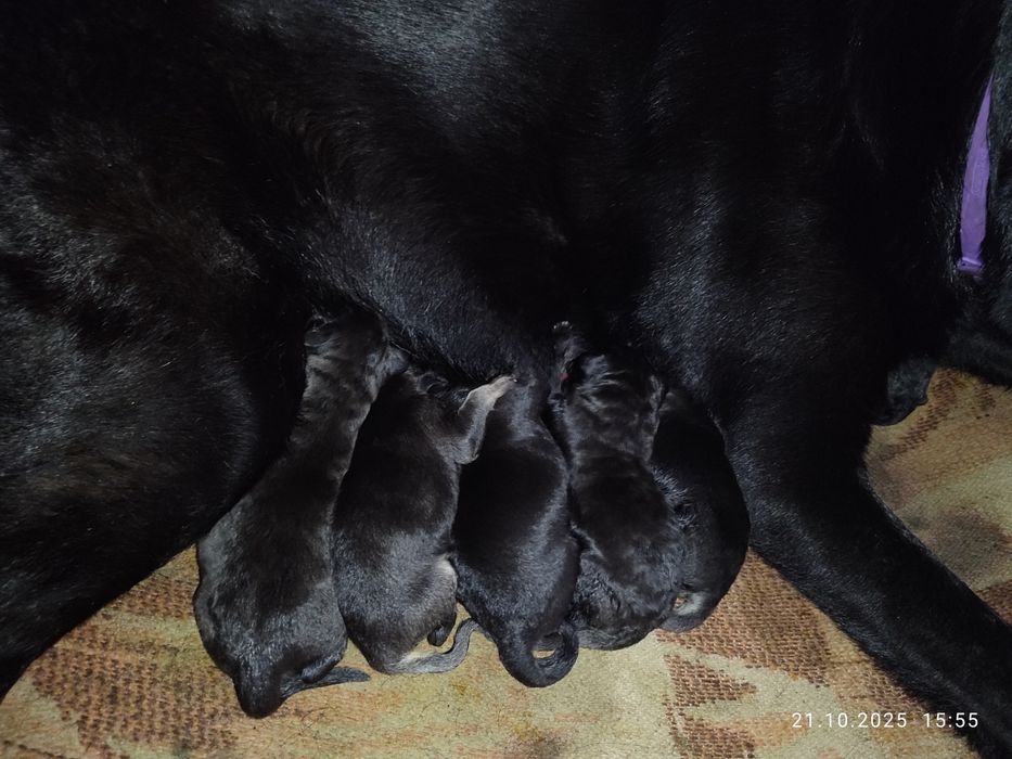 Щенки Восточно европейской Овчарки (Метисы)
