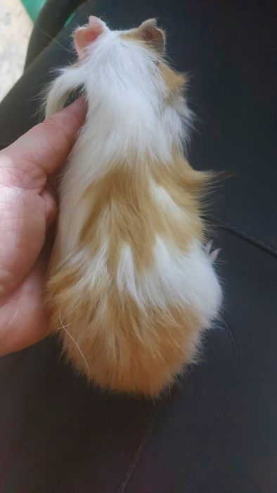 Морські свинки малята