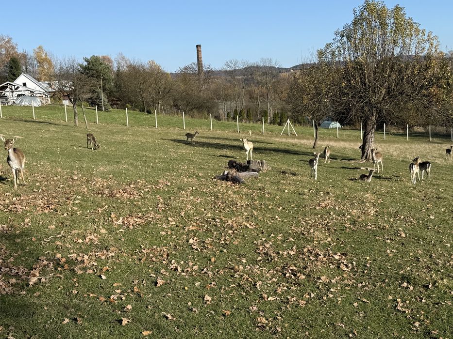 Daniele w różnym wieku