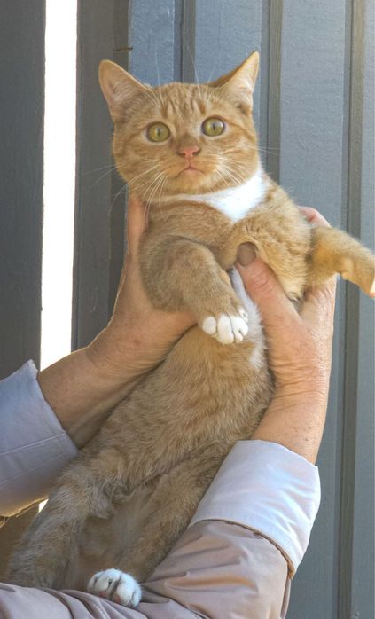 Хлопчик- підліток в добрі руки