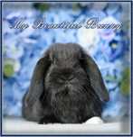 Piękny Królik Mini Lop - Black