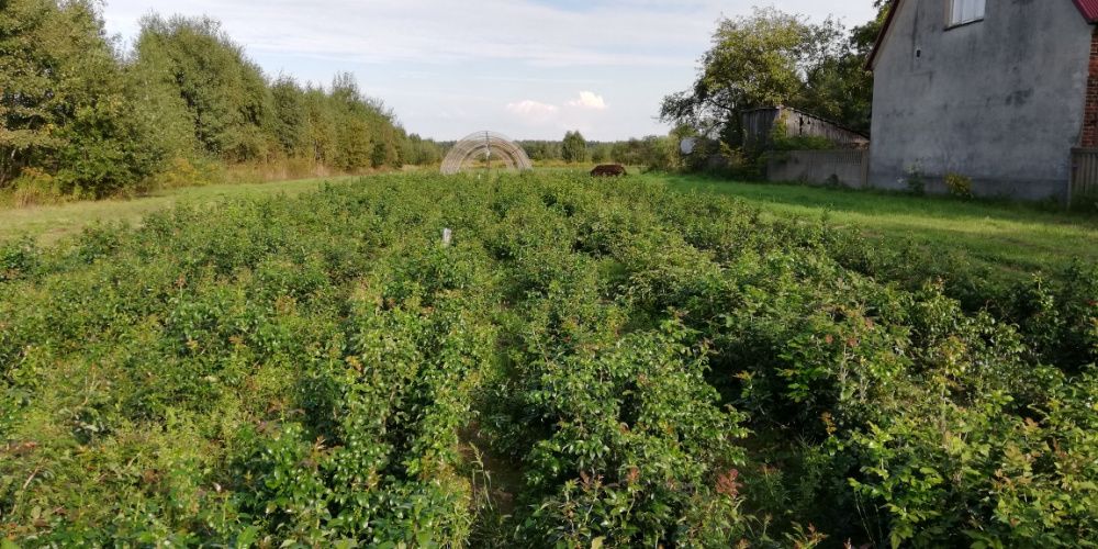 Gałązki Mahoni MAHONIA