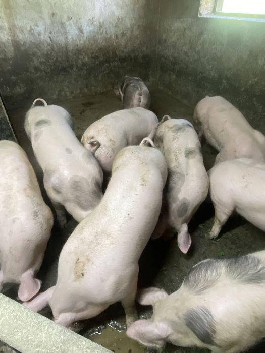 Продам мясні свині