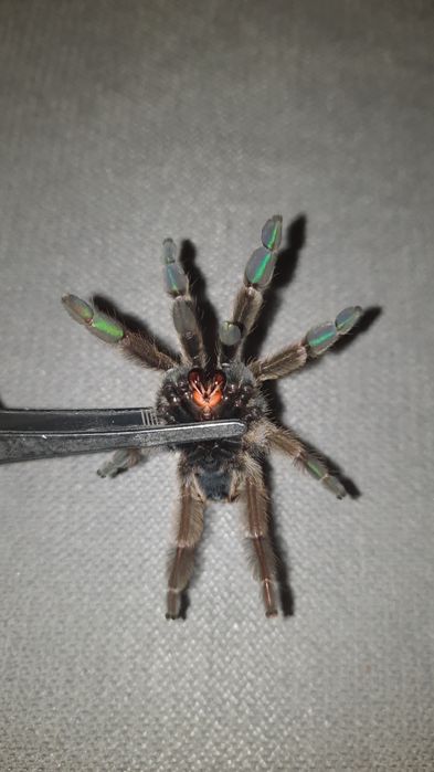 P. cambridgei ok. 2.5/3DC SAMIEC