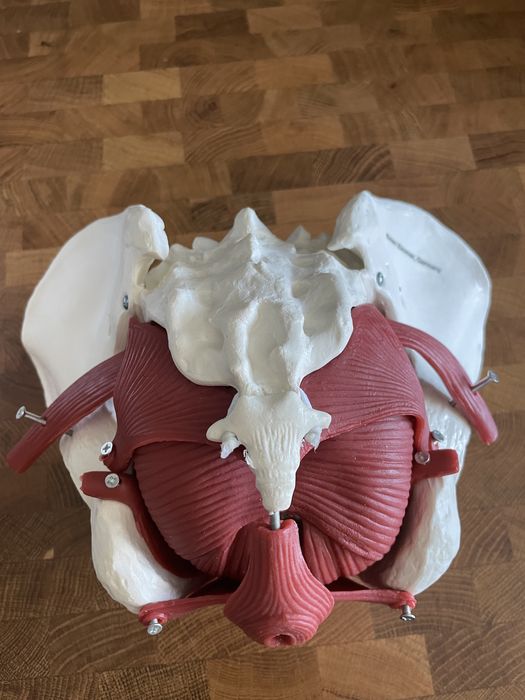 Model anatomiczny miednicy