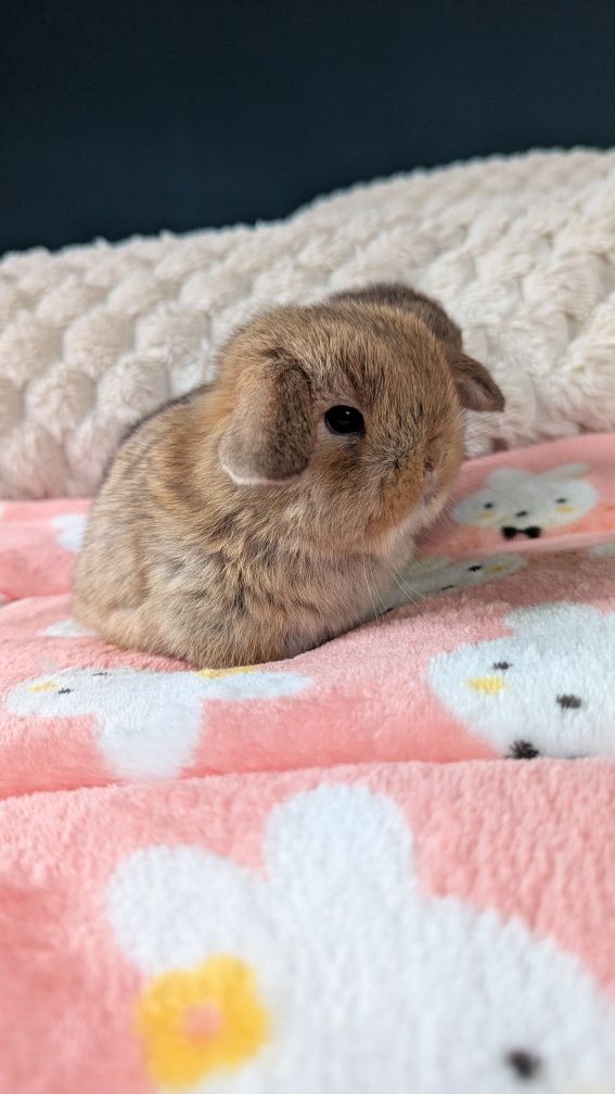Króliki miniaturki rasy MINI LOP małe karzełki baranki