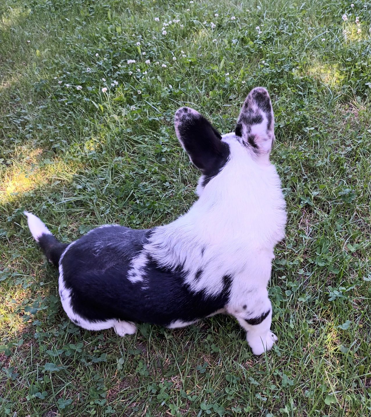 Welsh Corgi Cardigan blue merle