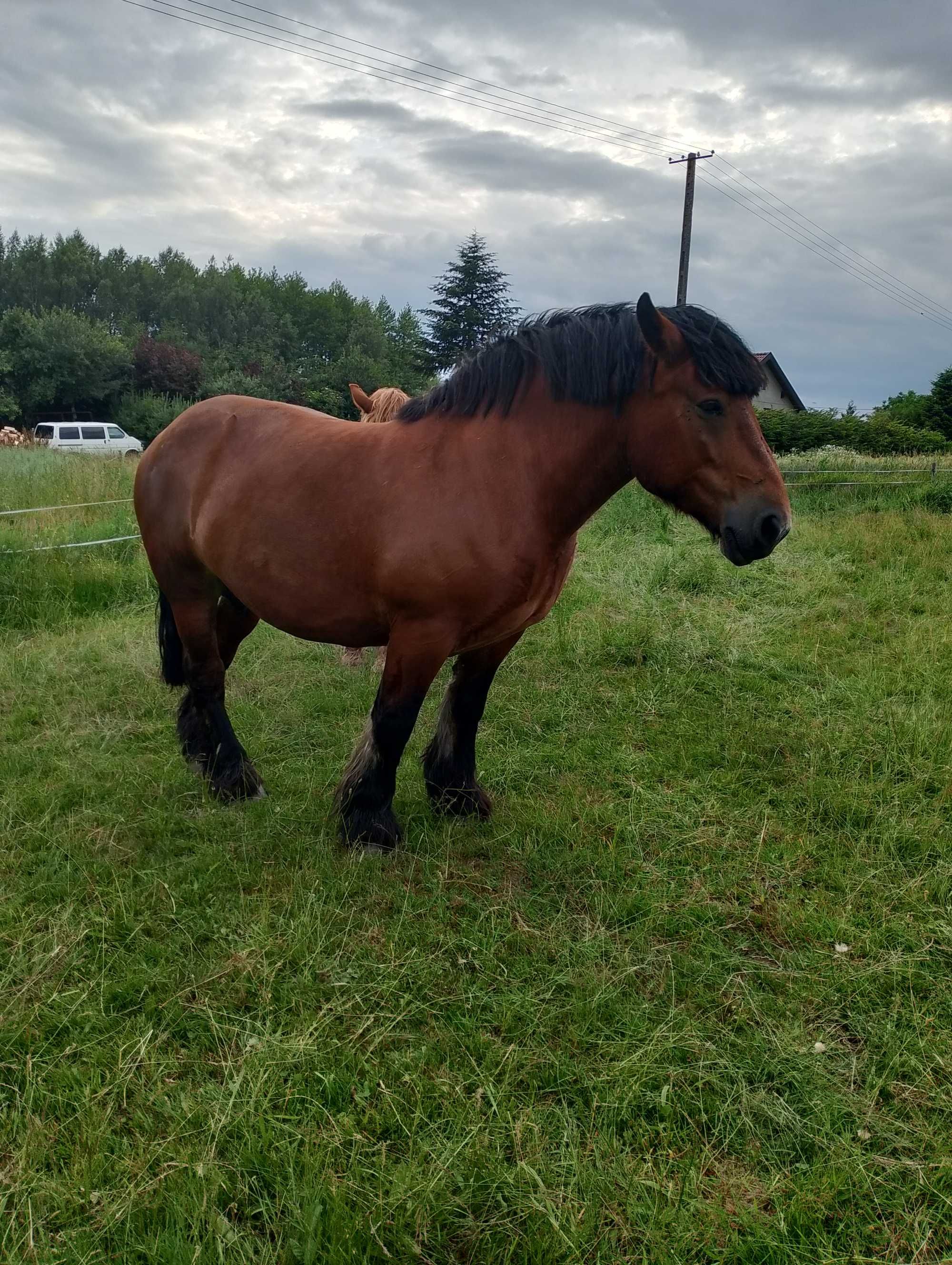 Konie zimnokrwiste