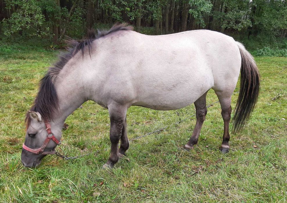 Klaczka konik polski bez próby