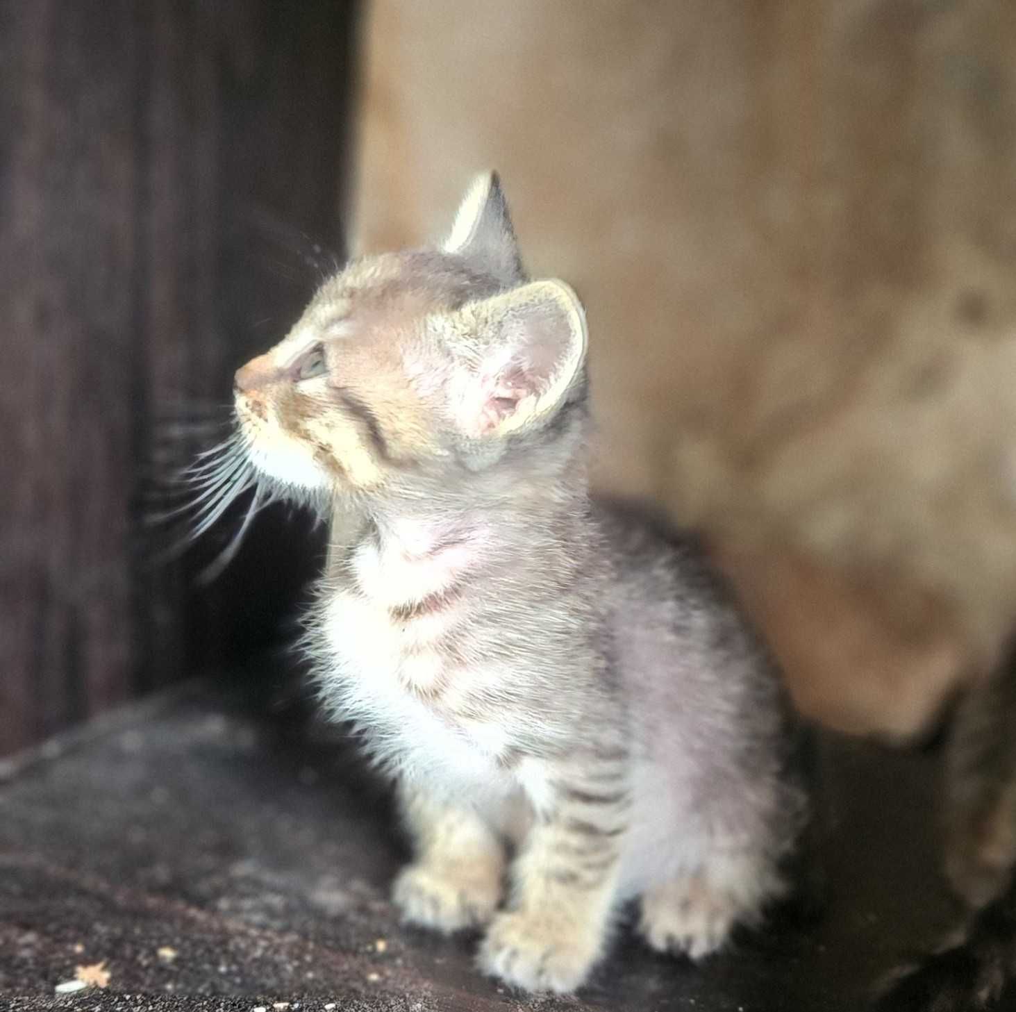 Gatinhos com quase dois meses para adoção