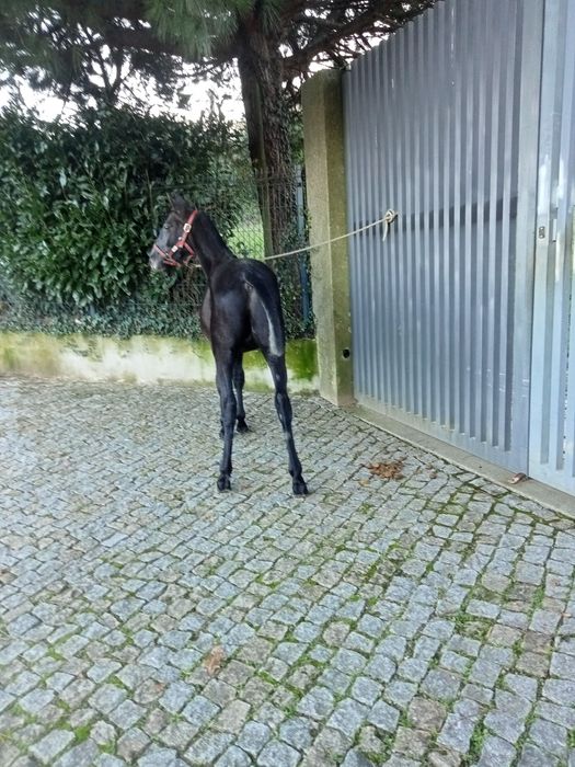 Vendo poldro com 1 ano