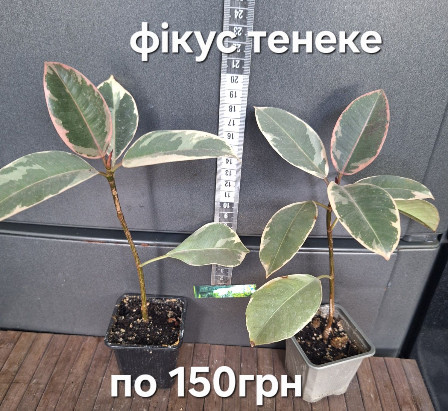 продам кімнатні рослини
