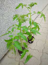 POMIDORY DUŻE Sadzonki. Dichondra. Petunie. Pelargonie. Szczawiki.