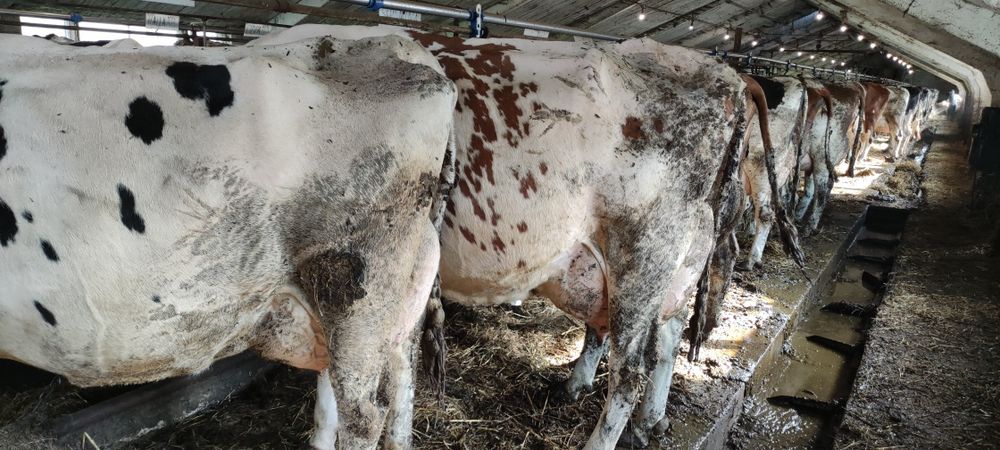 Krowy mleczne HF stado 60 szt 1-2 laktacja