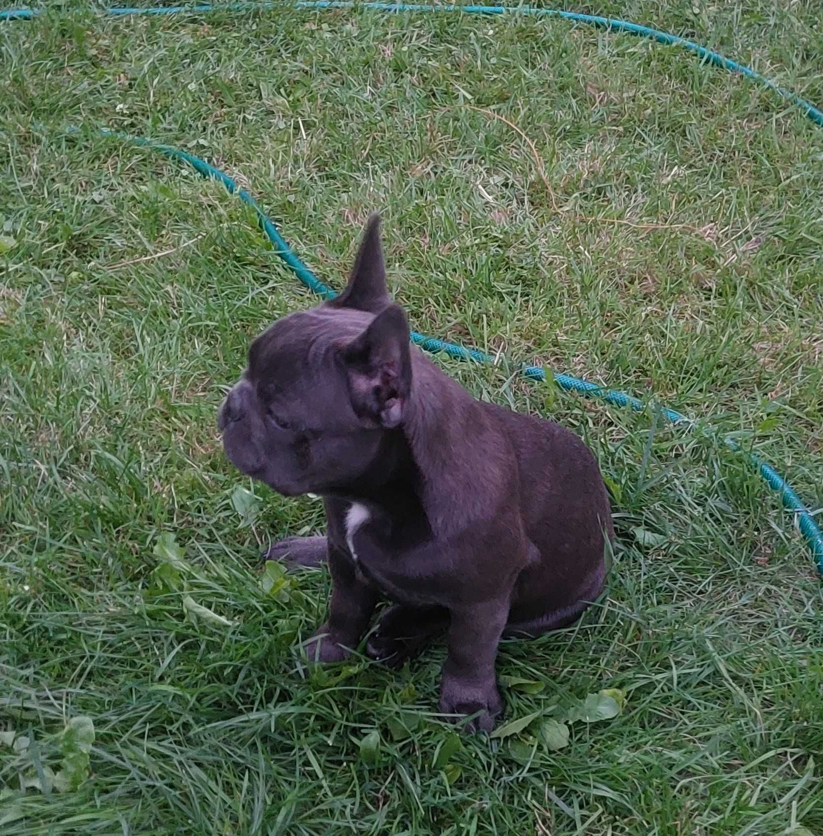 Bludog francuski BLUE niebieska SUNIA