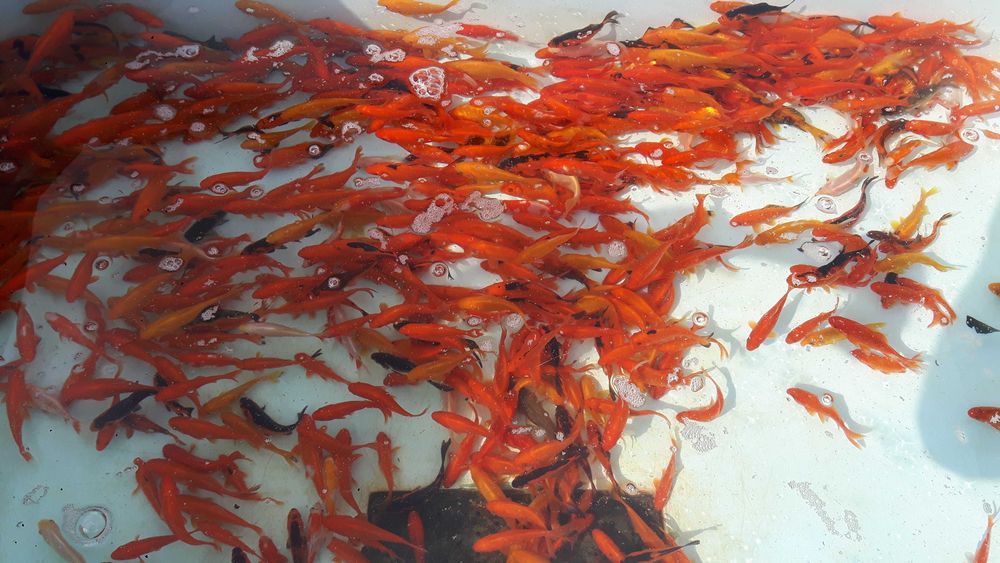 Karaś kolor,karp koi,orfa,karp,amur,tołpyga,wzdręga,jesitr,jaź,węgorz