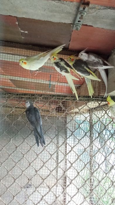 Caturras 2024 e 2025