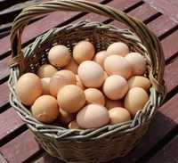 jaja swojskie wiejskie