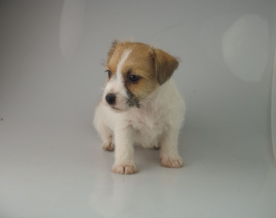Jack Russell Terrier FCI SUCZKA
