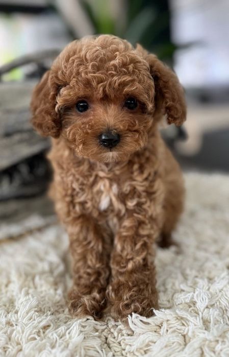 Мальтипу – мініатюрна розкіш у вашому домі