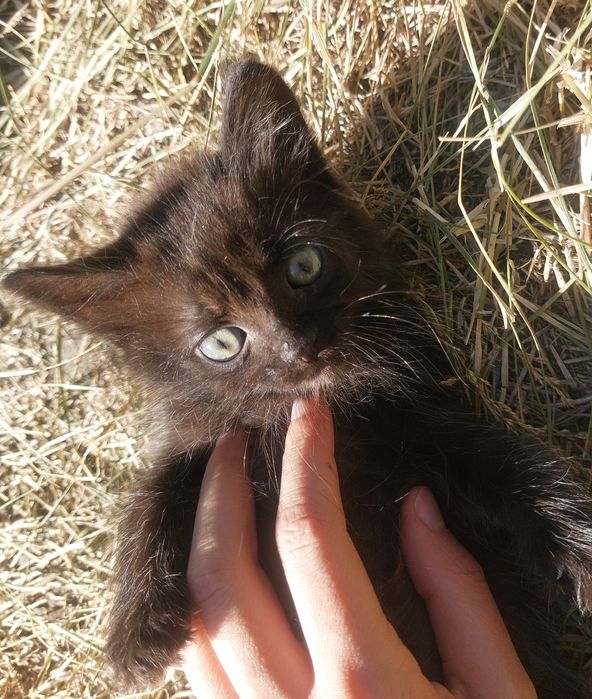 котёнок мальчик 4 месяца