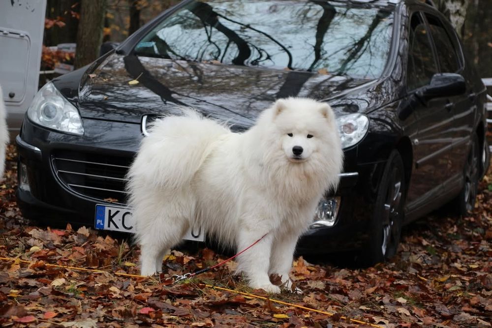 Samoyed FCI listopad/grudzień