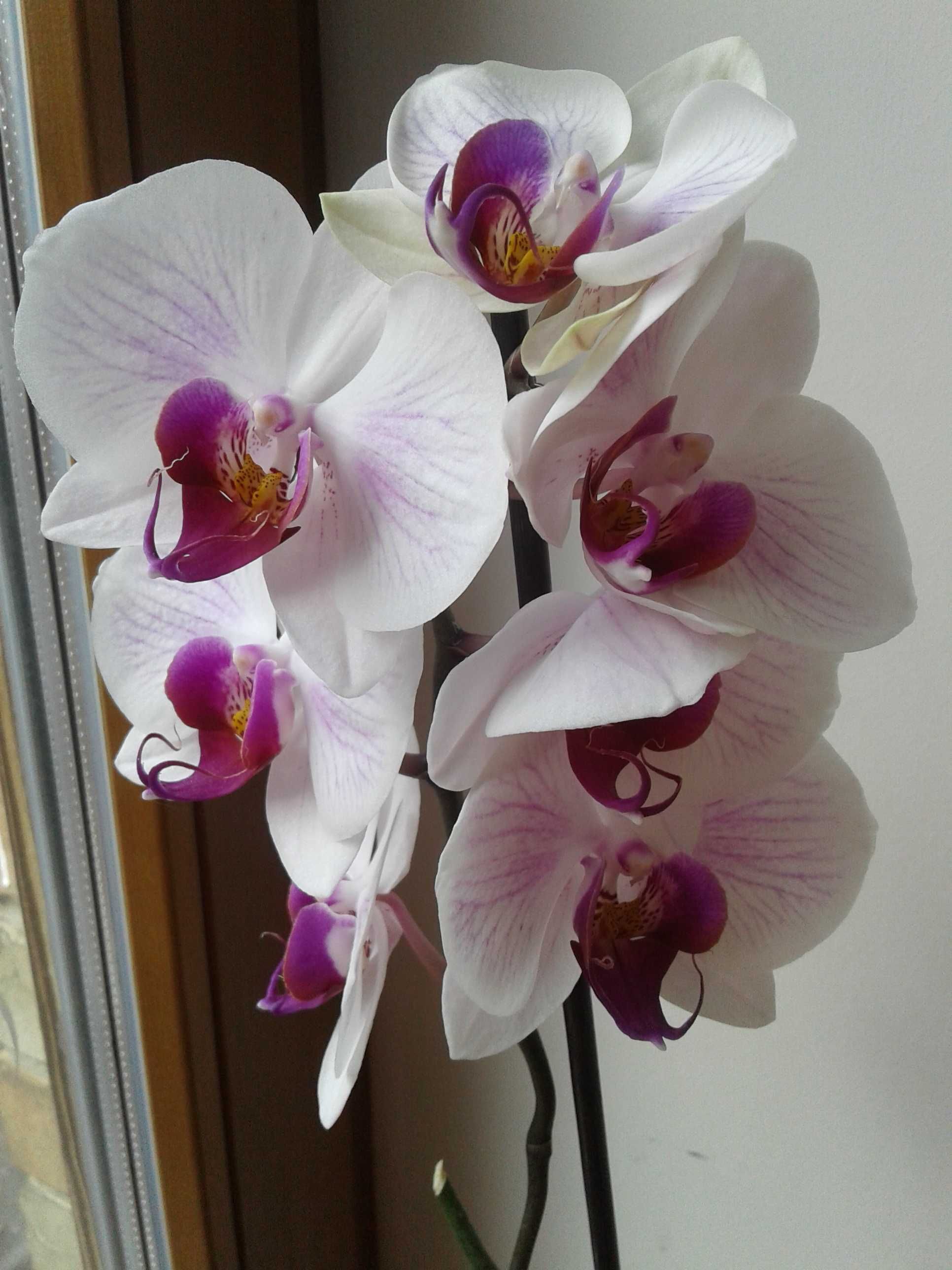 ЦВЕТУЩАЯ 7 бутонов орхидея фаленопсис pink moon + детка