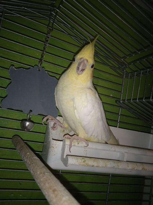 Papugi z klatką nimfy