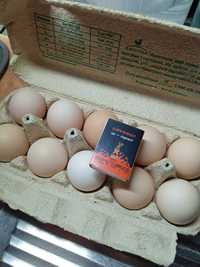 Продам свежие домашние яйца