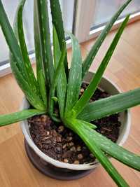 Vendo planta Aloe Vera adulta