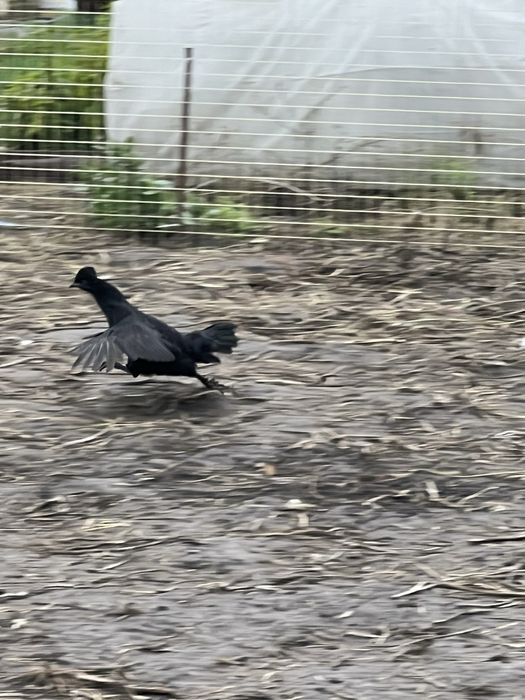 Кури-бентамки продам