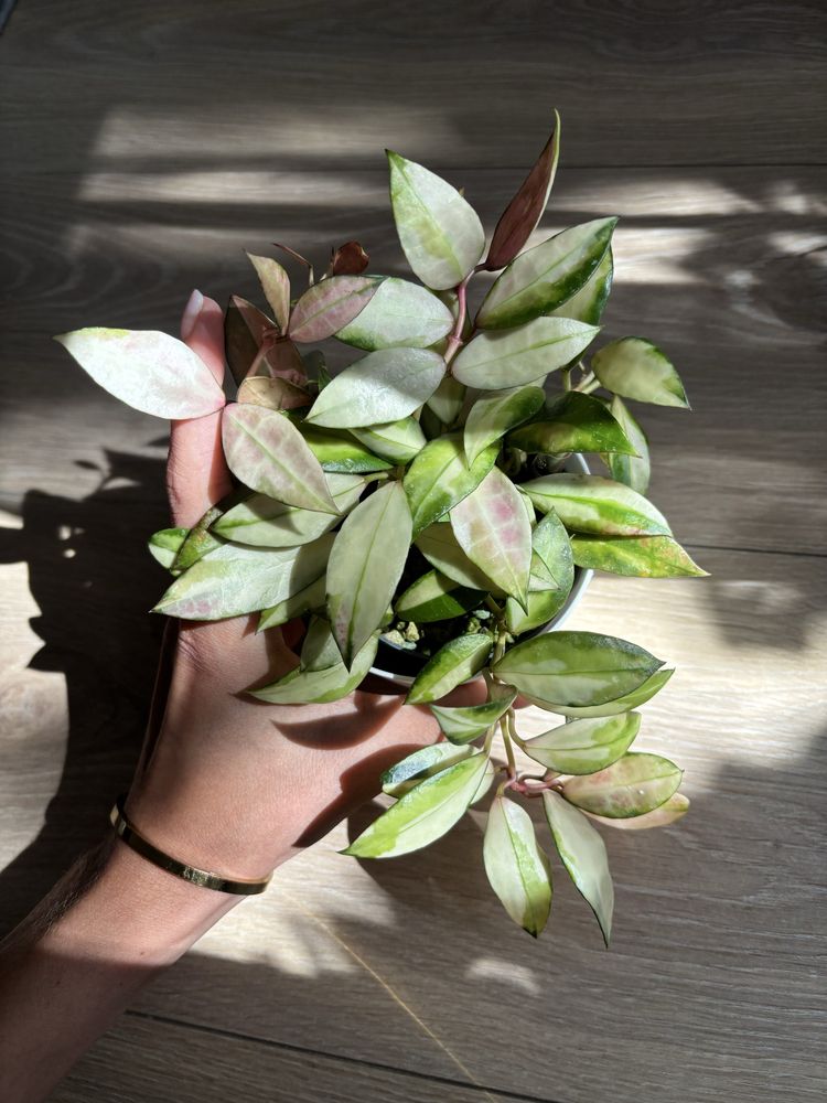 Hoya Hoja Walliniana variegata cięty węzeł