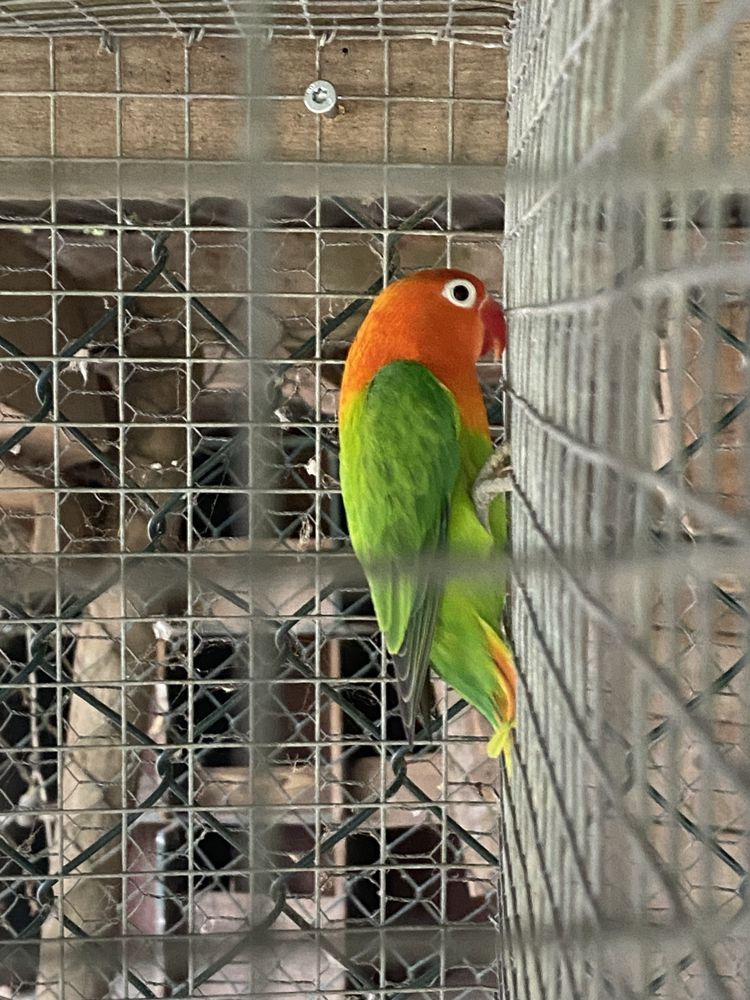 Agapornis opalinos