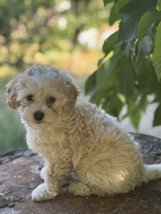 Полностью привитый парень