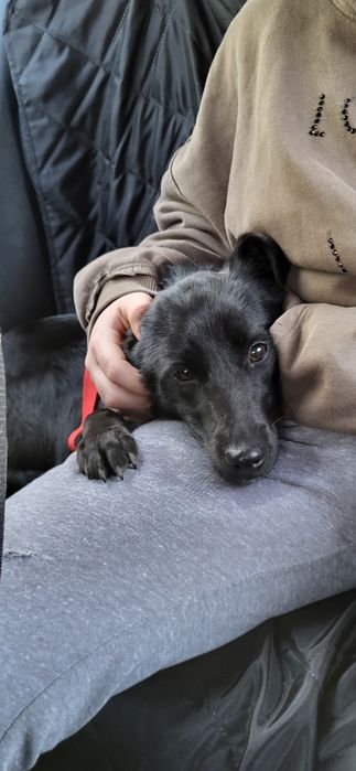 Szczeniaki do adoocji