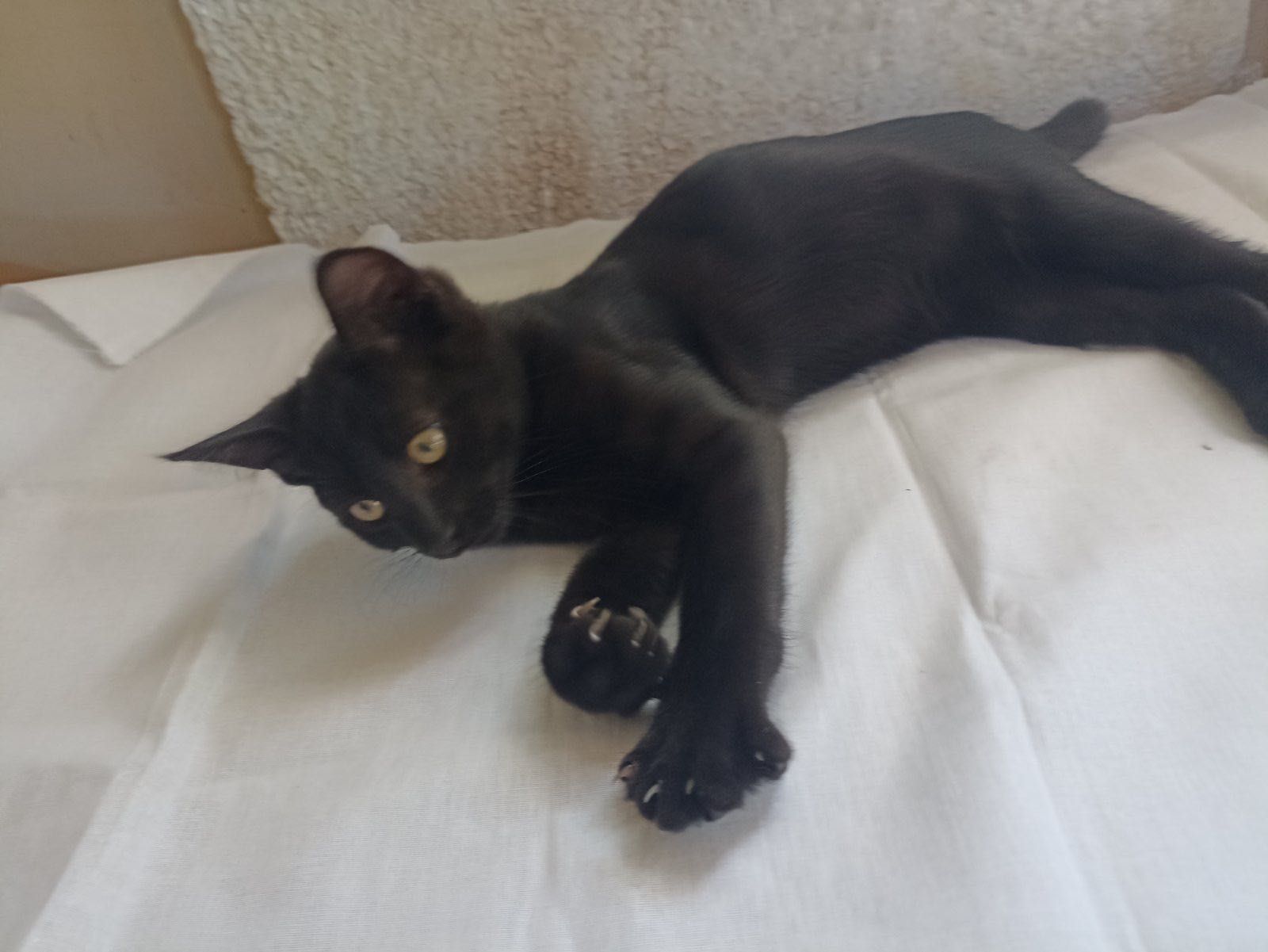 Черный котенок бесплатно