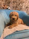 Mini ..Goldendoodle. pies