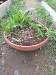 Aspidistra Elatior