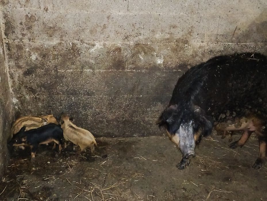 Leitões mangalitsa porco ovelha