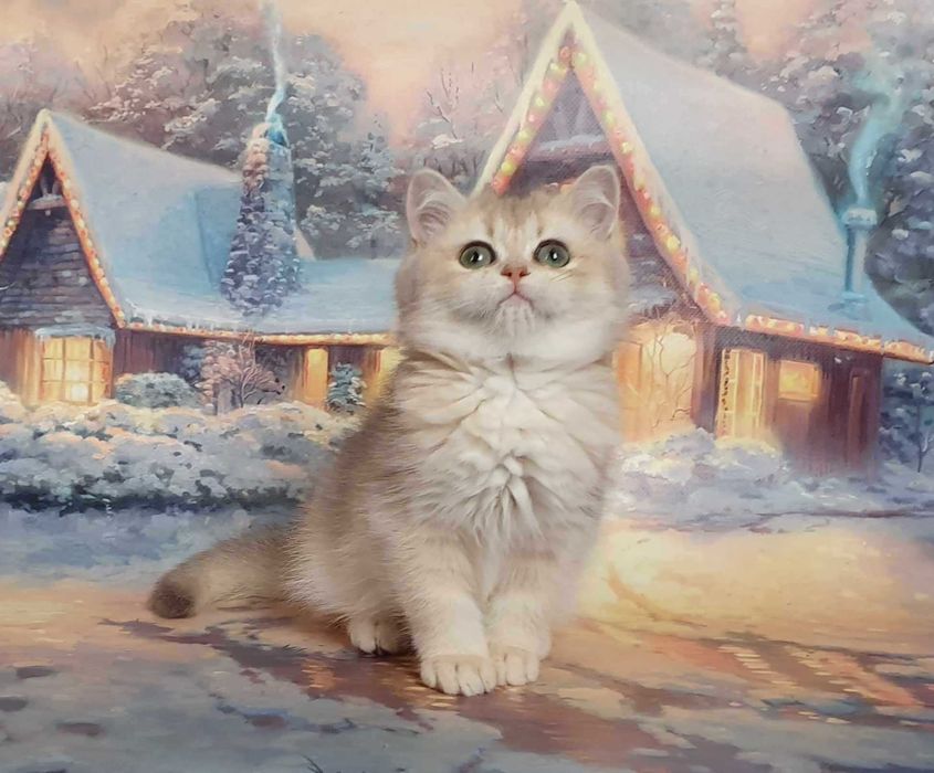 Очаровательная малышка Шанель. Шотландочка!