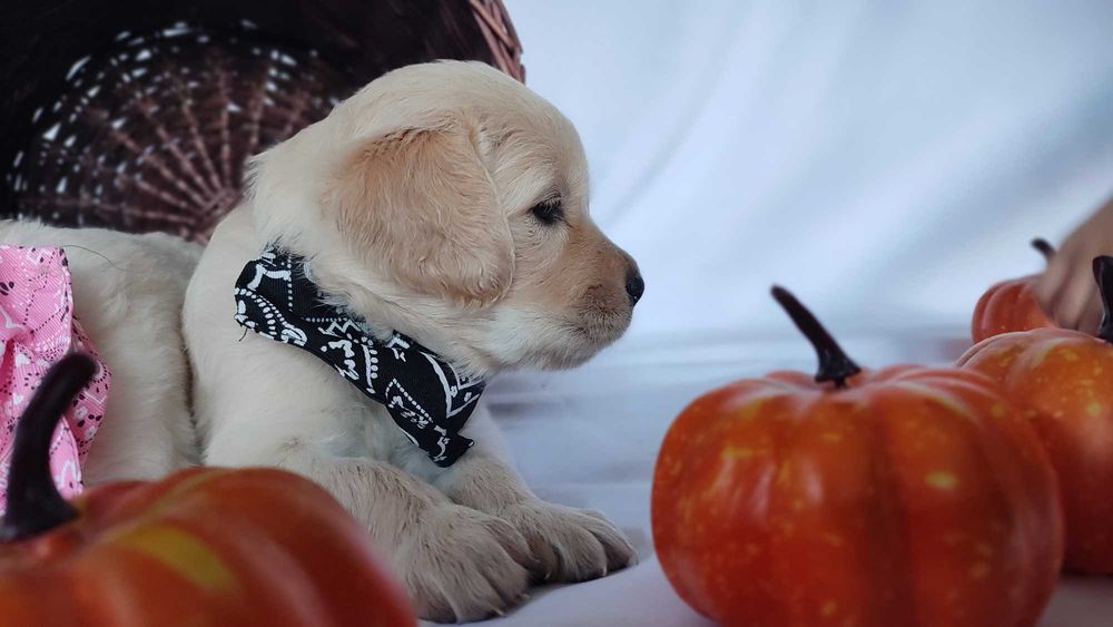 Golden Retriever szczenię do rezerwacji