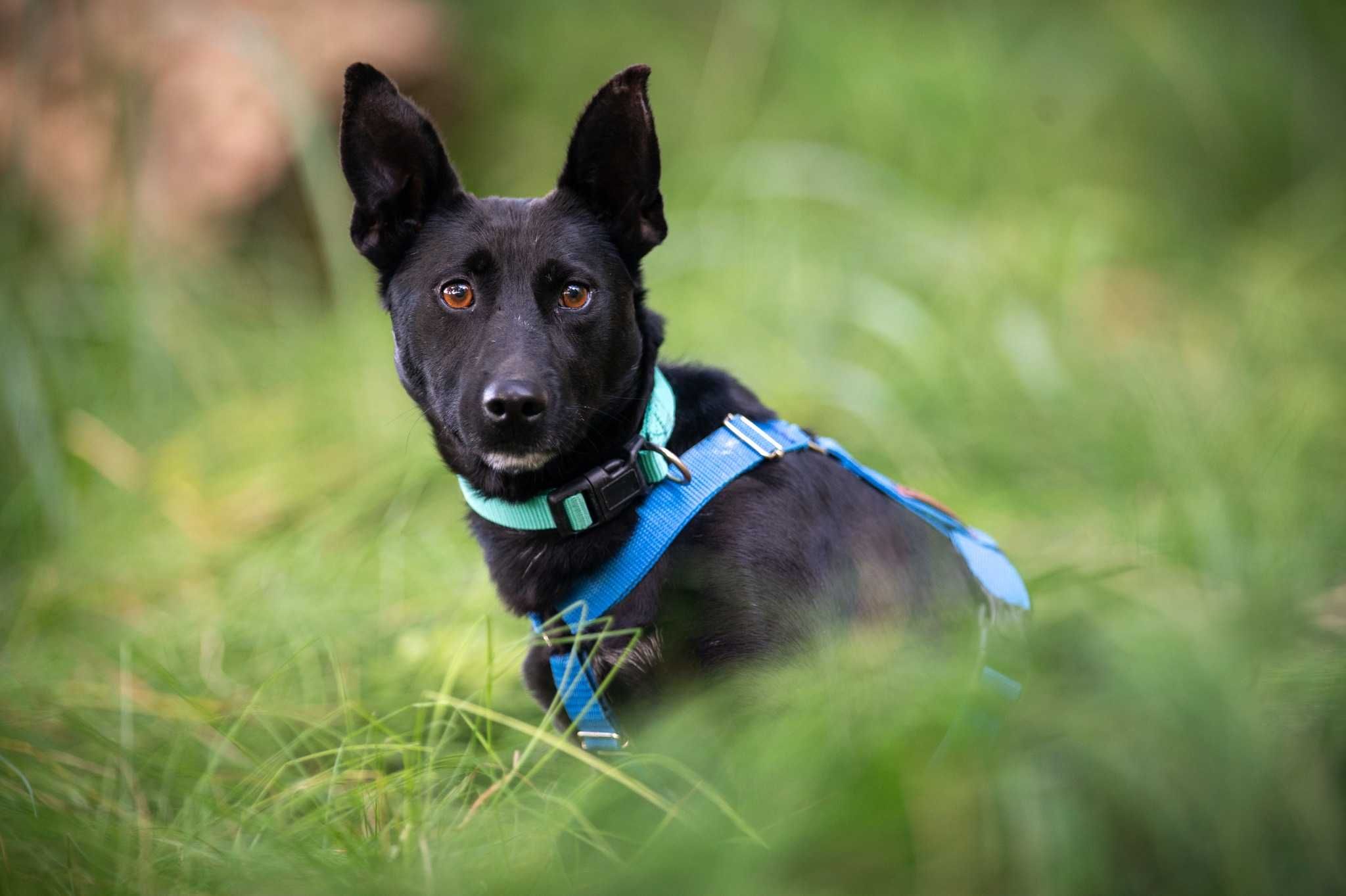 Koko - śliczny, wrażliwy, trochę wycofany psiak do adopcji