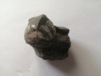 Muszla perłowa zatopiona w skale