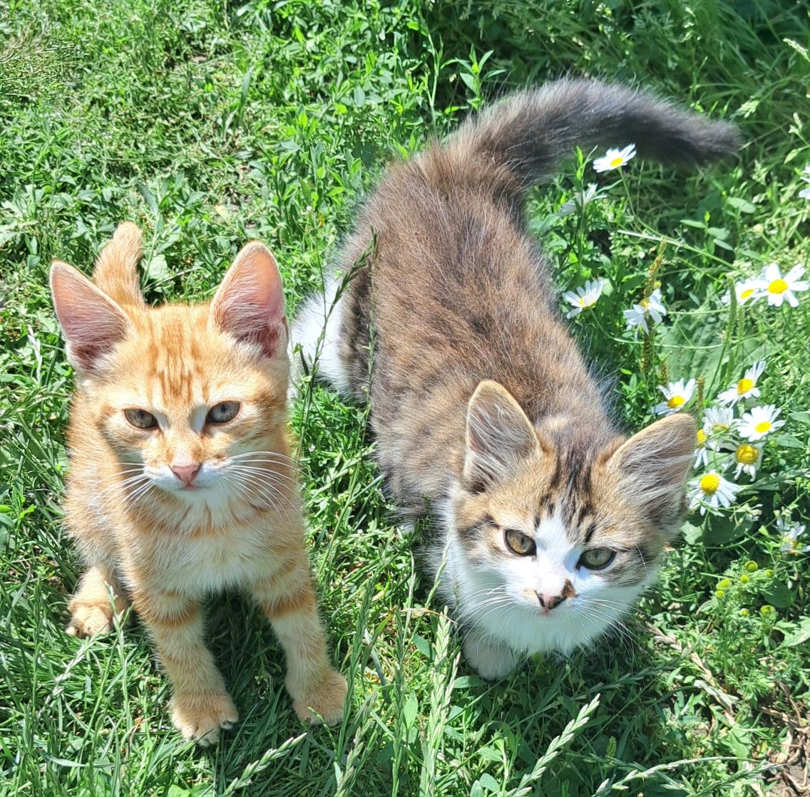 Кошенята шукають новий дім.