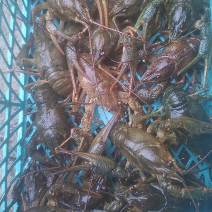 Свіжий рак тільки з води