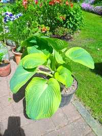 hosta (funkia) plus paproć ogrodowa sadzonki