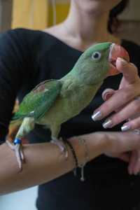 Ручной попугай Сашка для обучения разговору