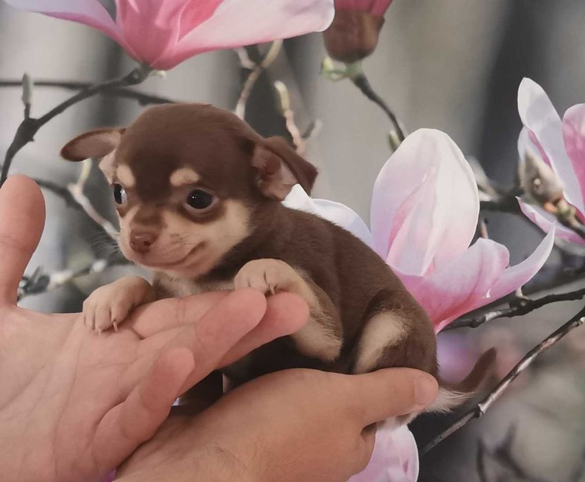 Cudowna dziewczynka rasy CHIHUAHUA !